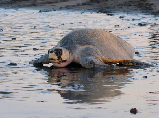 Eco-Tourism at Costa Rica