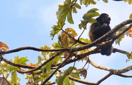 Costa Rica howler monkeys