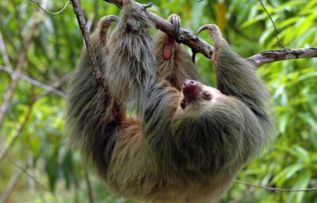 Costa Rica Wildlife